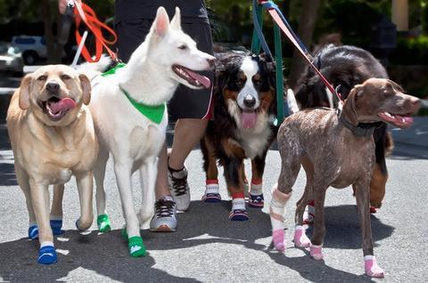 Power Paws Non-Slip Dog Socks (Advanced) - ZOOMADOG