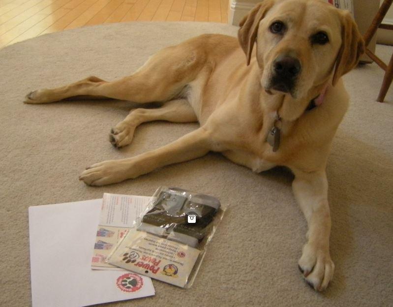 Power Paws Non-Slip Dog Socks (Advanced) - ZOOMADOG