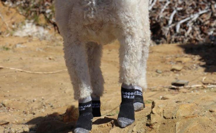 Power Paws Non-Slip Dog Socks (Advanced) - ZOOMADOG