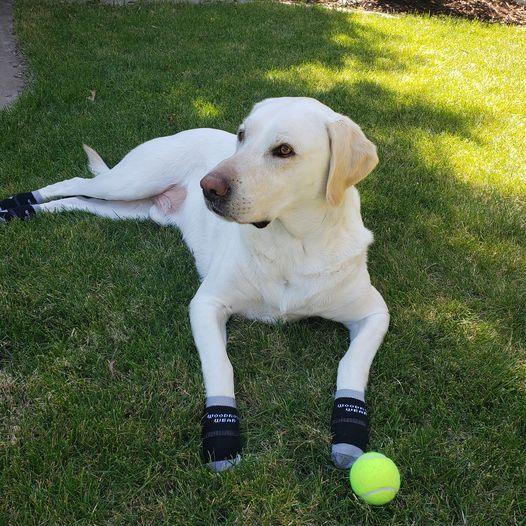 Power Paws Non-Slip Dog Socks (Advanced) - ZOOMADOG