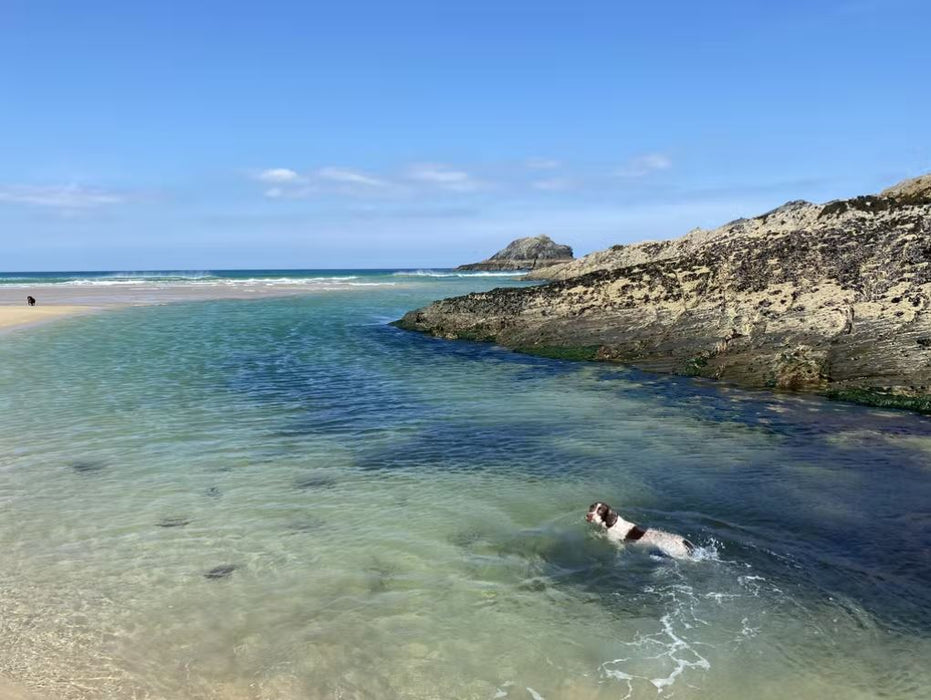 Balto® Ligatek - Adjustable Hinged Dog Knee Brace