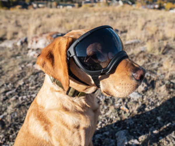 Rex Specs - Dog Goggles for Blind or Active Dogs (V2 Black)