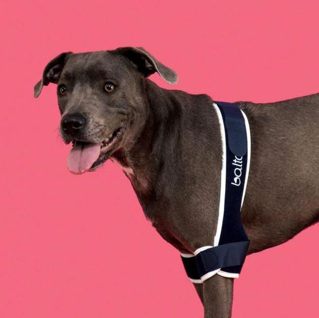 Balto® Soft - Dog Elbow Brace - ZOOMADOG