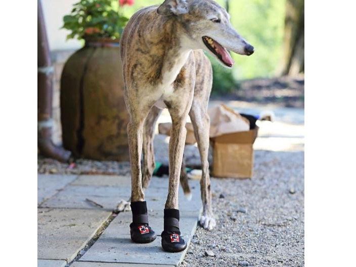 Therapaw Protective Dog Boot (Single Boot) - Extra Thick Sole - ZOOMADOG