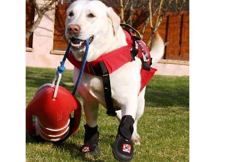 Therapaw Protective Dog Boot (Single Boot) - Extra Thick Sole - ZOOMADOG