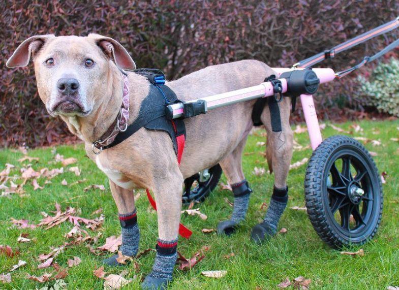Walkin’ Traction Dog Socks (Indoor & Outdoor Use) - ZOOMADOG