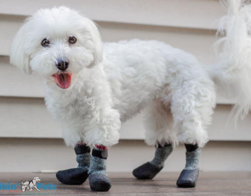 Walkin’ Traction Dog Socks (Indoor & Outdoor Use) - ZOOMADOG