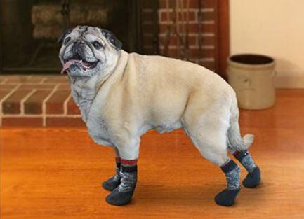 Walkin’ Traction Dog Socks (Indoor & Outdoor Use) - ZOOMADOG