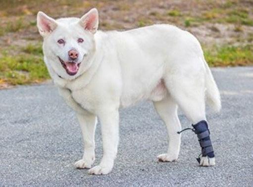 Walkin’ Anti-Knuckling Training Dog Sock - ZOOMADOG