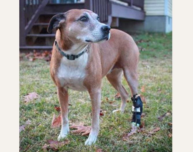 Walkin’ Anti-Knuckling Training Dog Sock - ZOOMADOG