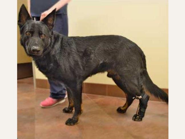 Walkin’ Anti-Knuckling Training Dog Sock - ZOOMADOG