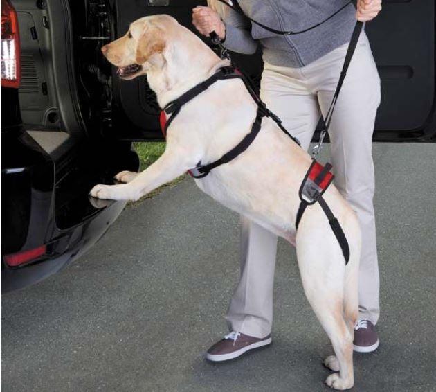 TUSH The Ultimate Support Harness for Dogs - ZOOMADOG