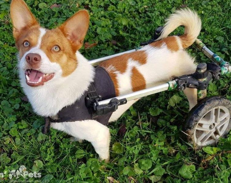 Walkin’ Front Vest for Small Dog Wheelchairs - ZOOMADOG