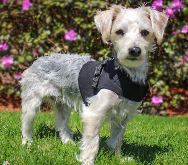 Walkin’ Front Vest for Small Dog Wheelchairs - ZOOMADOG