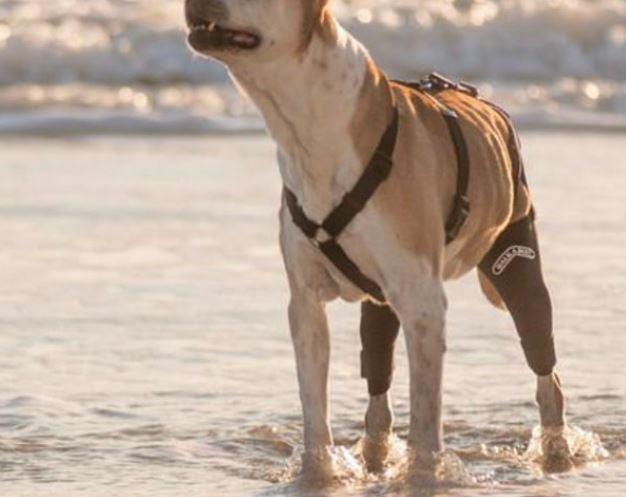 Walkabout Cruciate Dog Knee Brace - ZOOMADOG