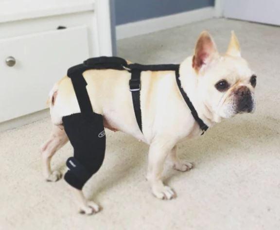 Walkabout Cruciate Dog Knee Brace - ZOOMADOG