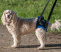 Walkabout Rear Lift Walking Dog Harness - ZOOMADOG