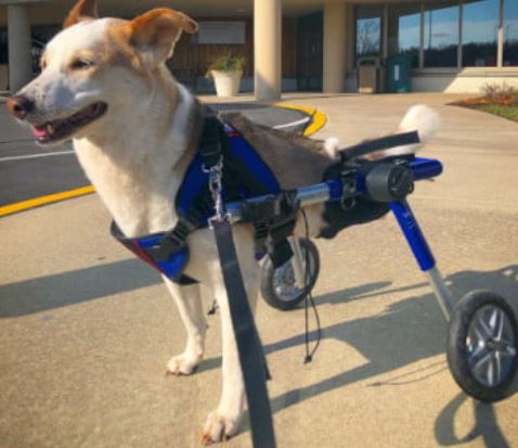 Rear Amputee Dog Wheelchair by Walkin Wheels