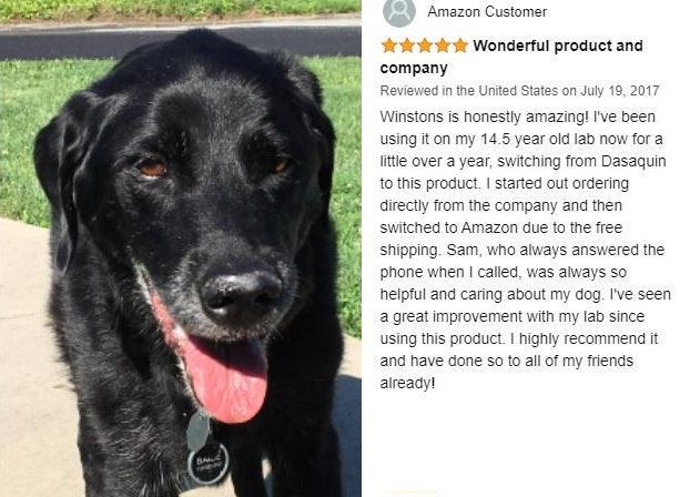 Winston's Pain Formula - 100% Natural Dog Supplement - ZOOMADOG