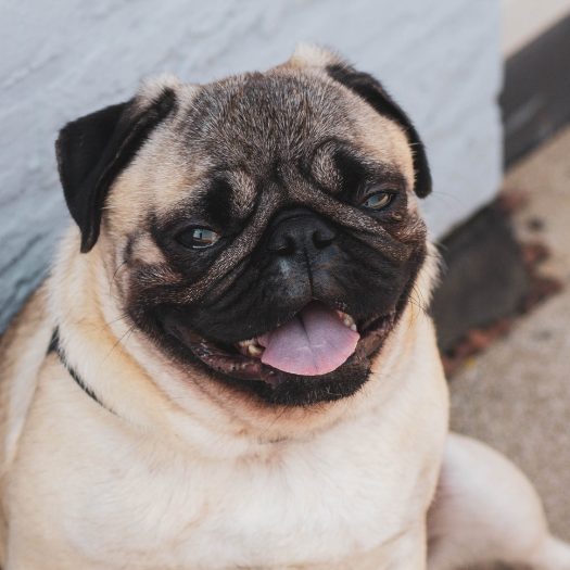 What is the Difference Between Degenerative Myelopathy and Pug Myelopathy in My Dog?