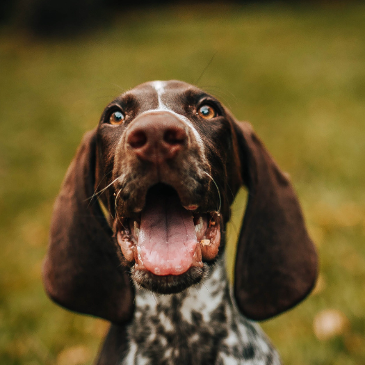 The Pros and Cons For a Custom Cruciate Ligament Knee Brace For My Dog?
