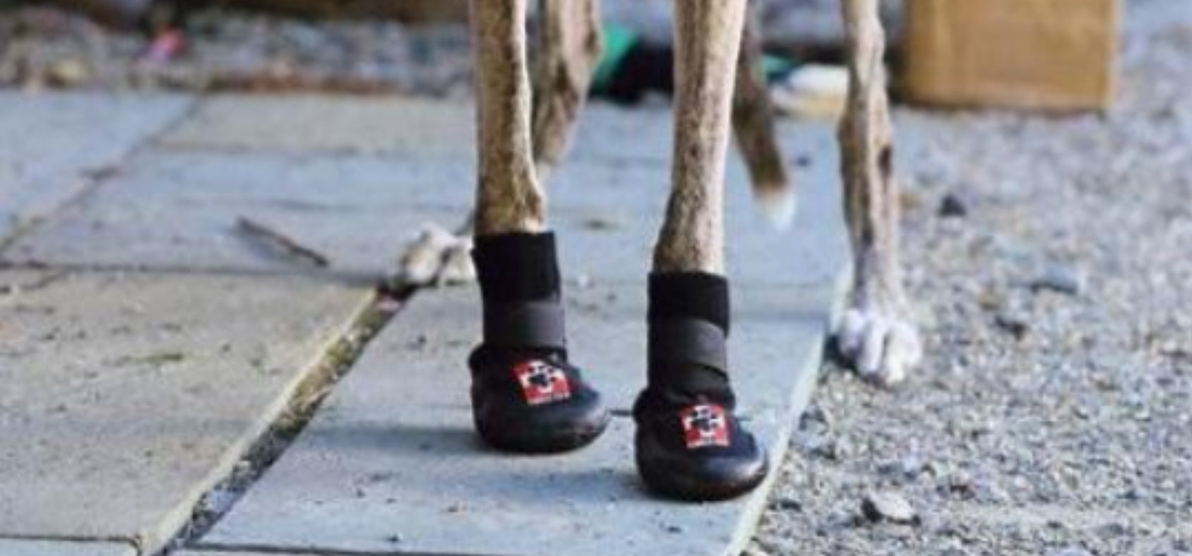 Protective Boots for Dogs