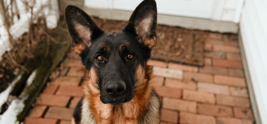 How to Care for your German Shepherd with Hip Dysplasia