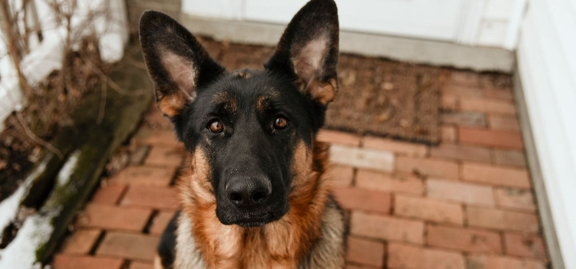 Bobs shoes german shepherd hotsell