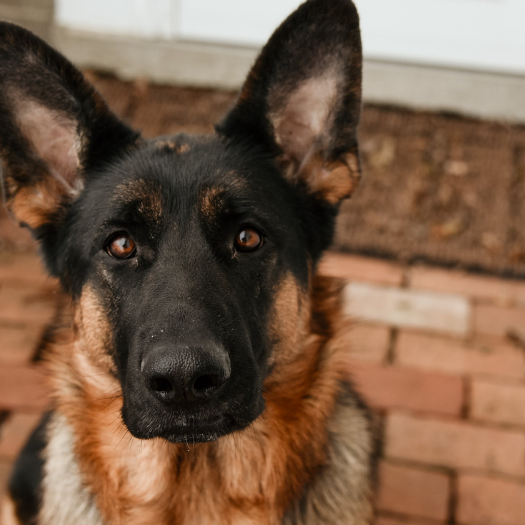 How to Care for your German Shepherd with Hip Dysplasia