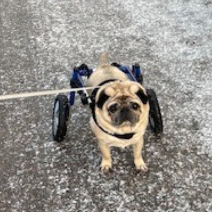 FAQ's about Walkin' Wheels Dog Wheelchairs