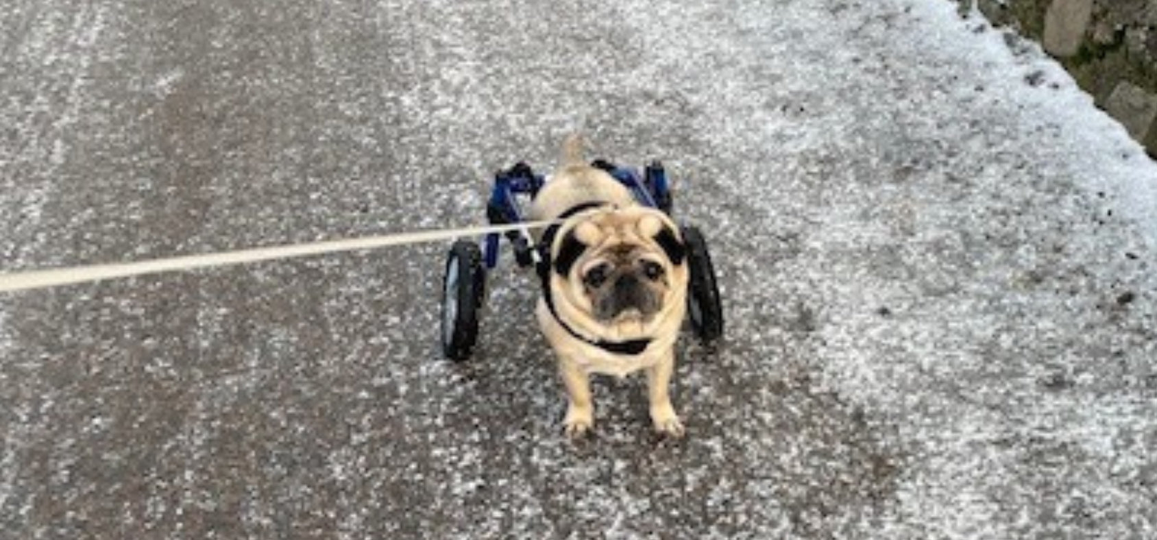 Dog Wheelchairs for Dogs with Hind Limb Paralysis