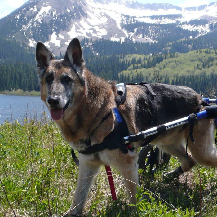 The Best Wheelchair for Dogs in the UK are Walkin" Wheels from Handicapped pets.....