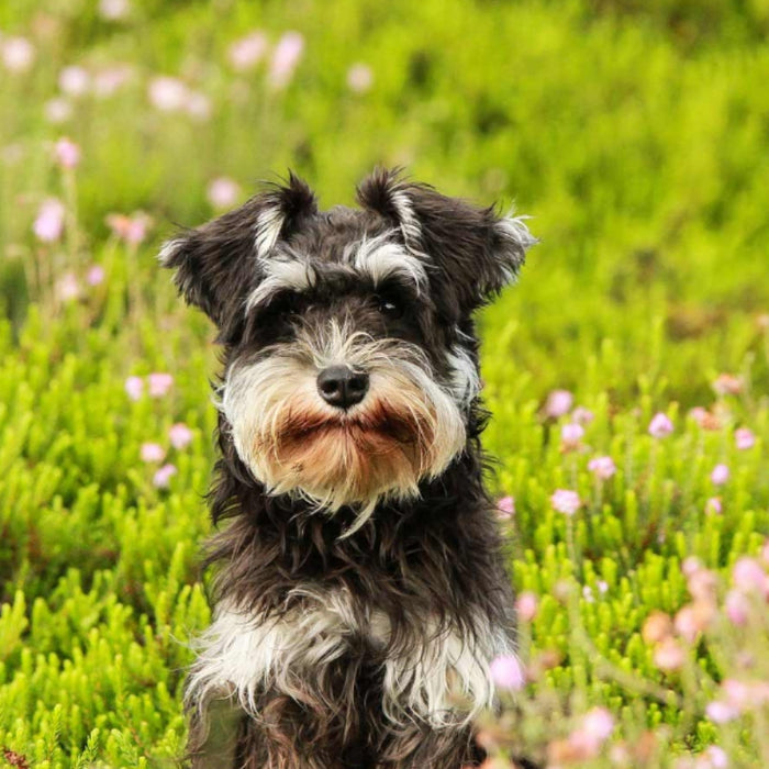 Improving the Results of Dog Cruciate Surgery