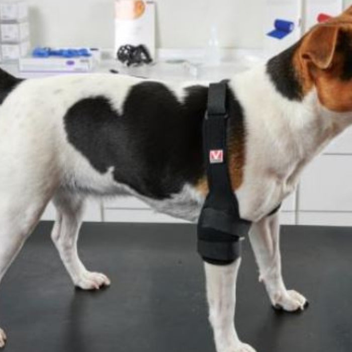 Elbow Braces for Dogs