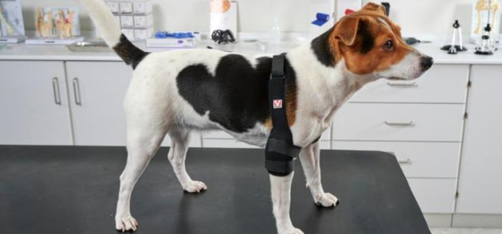 Balto Elbow, Double Elbow and Shoulder Braces for Dogs