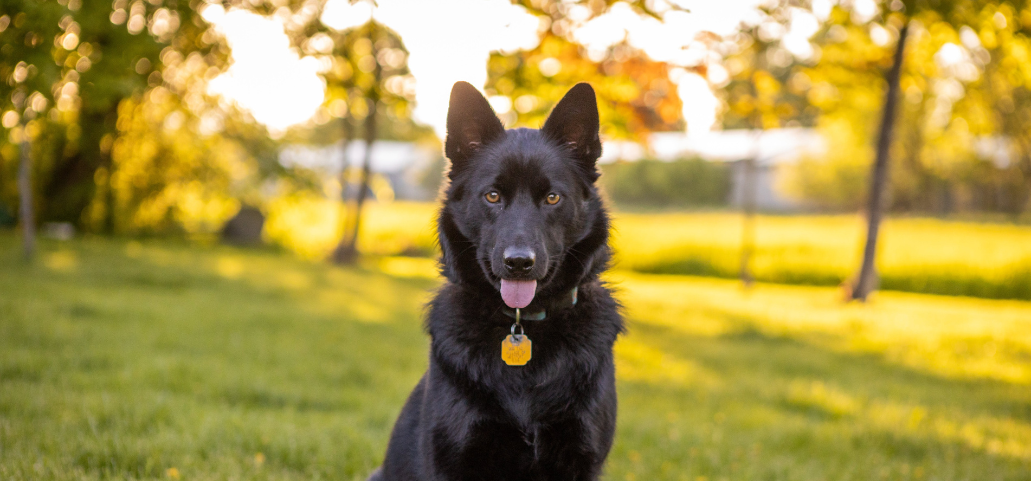 My German Shepherd Has Started To Drag and Knuckle Their Back Paws. Wh ZOOMADOG