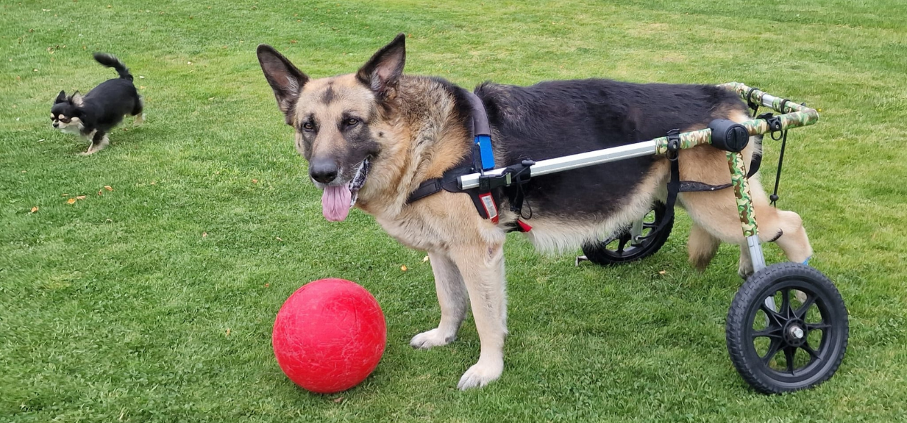 Can I Use A Dog Wheelchair for a Temporary Mobility Issue?