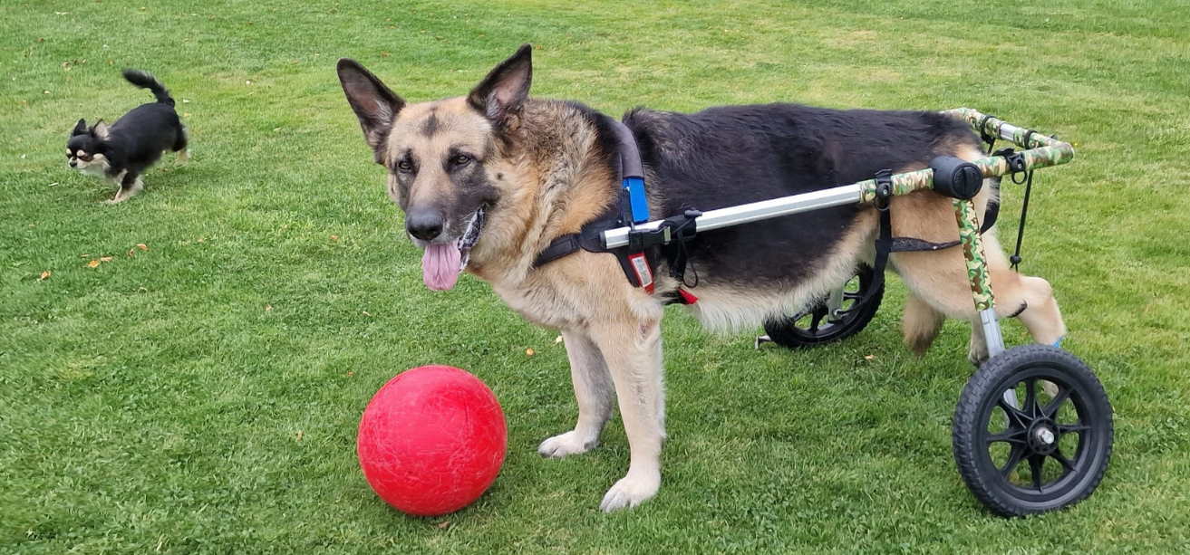 Cockapoo Wheelchair Can I Use A Dog Wheelchair for a Temporary Mobility Issue? — ZOOMADOG
