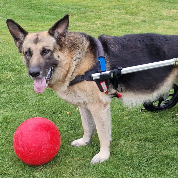 Can I Use A Dog Wheelchair for a Temporary Mobility Issue?