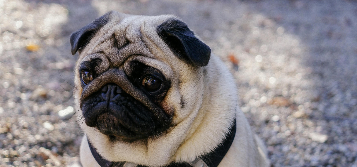 My Dog has Pug Myelopathy. What Should I Do? — ZOOMADOG