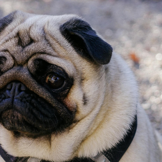 My Dog has Pug Myelopathy. What Should I Do?