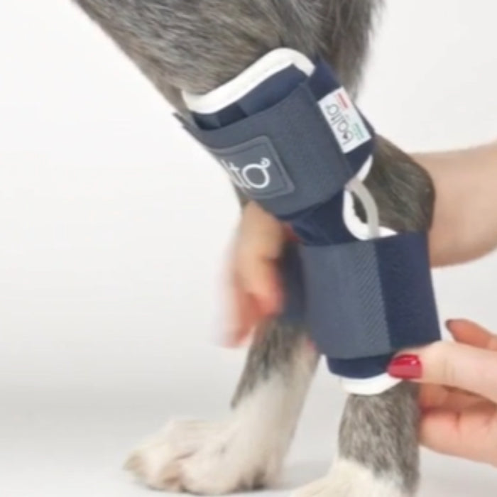 9 Best Dog Hock Braces / Splints in the UK