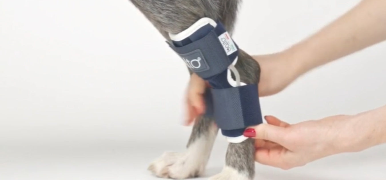 Dog achilles hot sale tendon brace