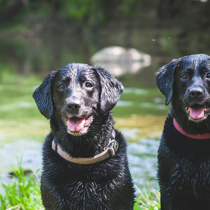 The Dog Who Improved Thousand of Other Dog Lives