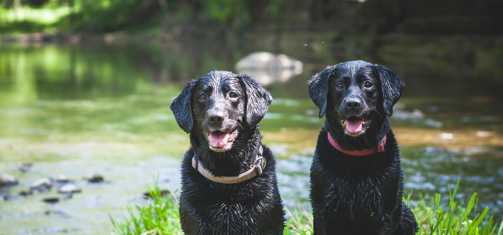 Dog Massage - For Canine Arthritis, Canine Hip Dysplasia, Canine Joint Pain.