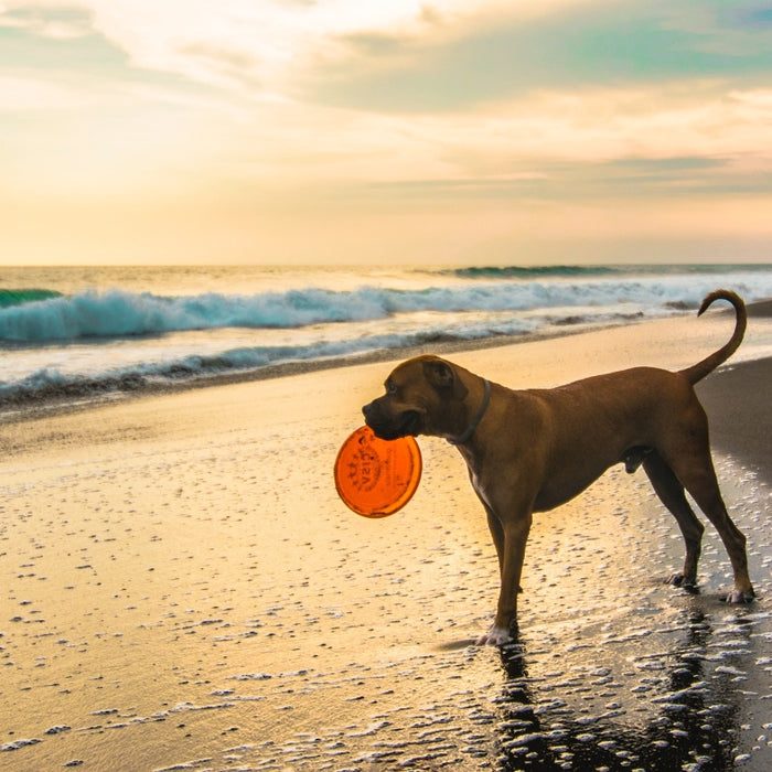 How your Dog Adapts to Autumn Weather