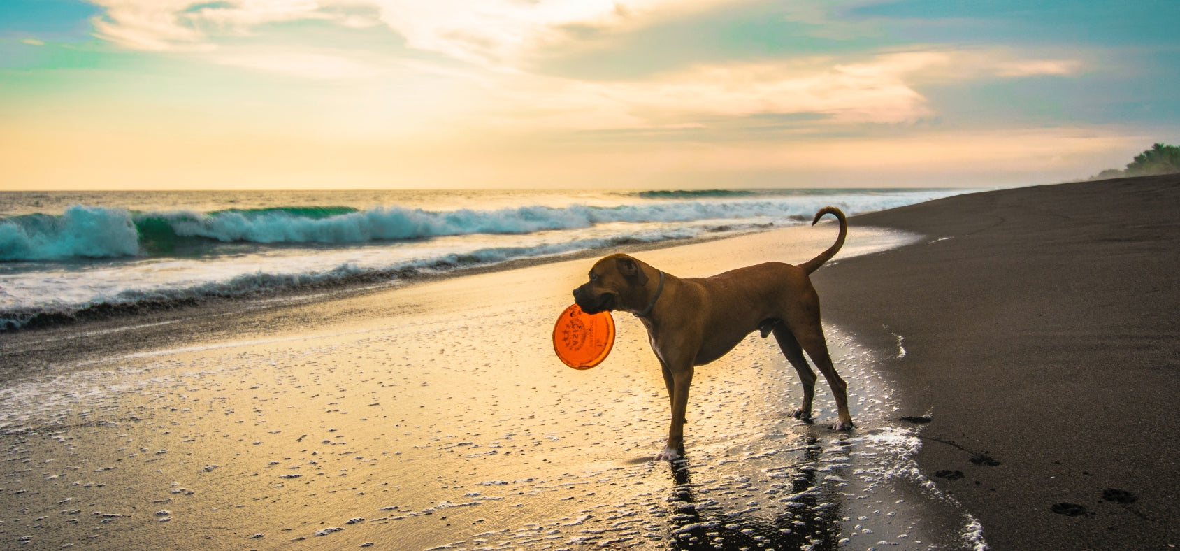 How Cold is Too Cold to Walk your Dog in The Winter?