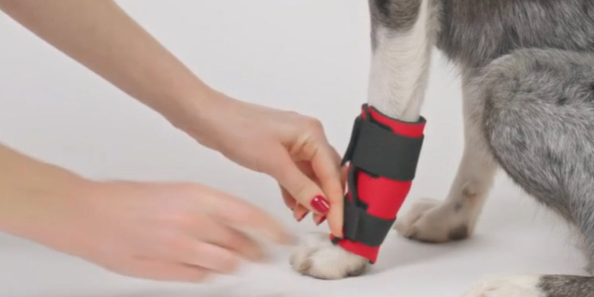 Dog Front Leg Support Brace Leg Arthritis Paw Compression Brace