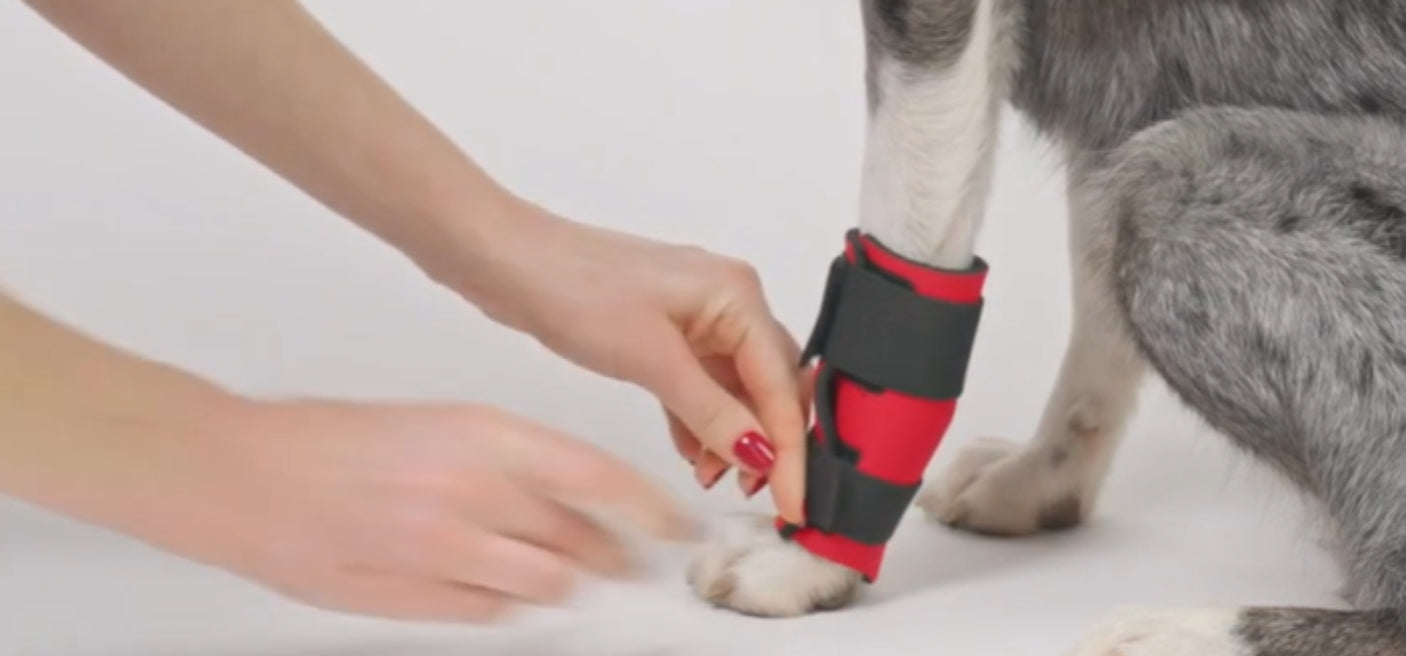 When to use a Wrist or Hock Support for your Dog?
