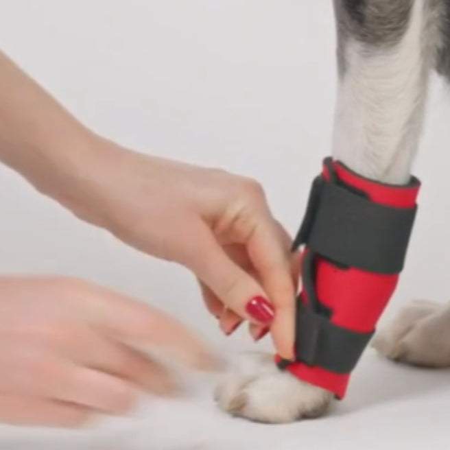 Bandage, Wrap or Splint for your Dogs Post Operative Support